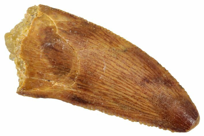 Serrated, Real Raptor Tooth - Feeding Worn Tip #269416